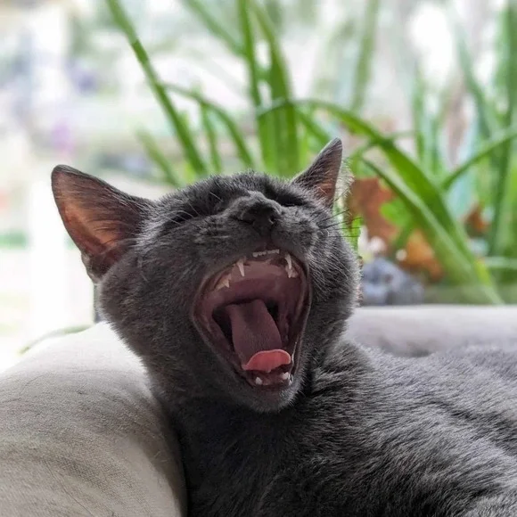 Cuff style adjustable silver color metal cat ring, cutout - Picture 3 of 5